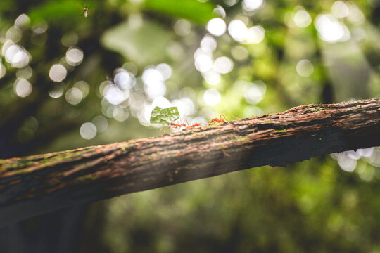 Running Ants On Wooden Branch, Jungle Forest Close To Arenal Volcano National Park, Costa Rica