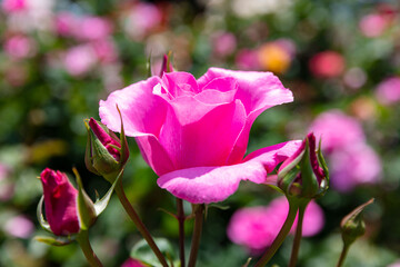 与野公園のバラ