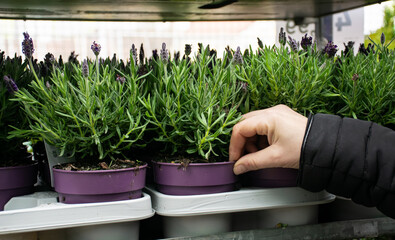 Lavender seedlings in garden centre. Customer choosing lavender plants to garden.