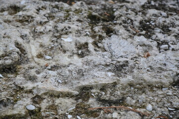 lichen on the rock