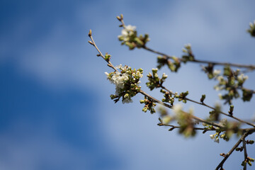 Apfelblüte