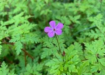 Adorable delicate purple miniature flower among green leaves.