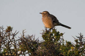 Patagonian Mockingbird, Peninsula Valdes,Patagonia, Argentina