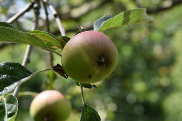 apples on a branch