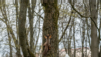 Fototapeta premium Red squirrel looking down from a tree in spring with copy space. Wild animal concept.