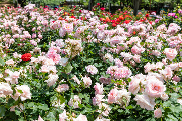 与野公園のバラ