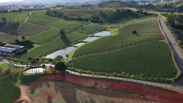 Campo de uva com lagos