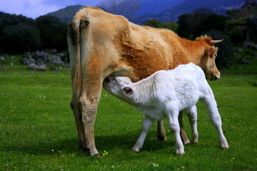 Veau et sa m&egrave;re 