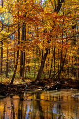 Lights, shadows and colors of the fall inside th forest, Central Canada, ON, Canada