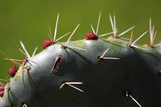 Cactus en fleurs