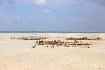 Fototapeta na wymiar Seaweed cultivation on beach, Zanzibar, Tanzania