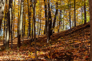 Standing tall on the slopes filled with Fall golden leaves, Central Canada, ON, Canada