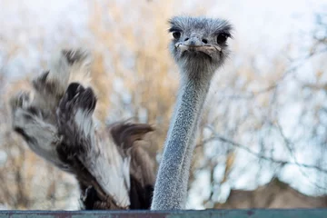 Zelfklevend Fotobehang close up of an ostrich © Amanda