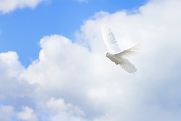 The wing of a white dove glows in the sun. A pigeon flies in the blue sky, against the background of a cloud