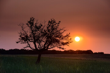 Lonely tree in La Pampa at sunset, Patagonia,Argentina