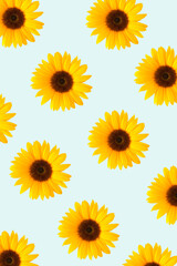 Sunflower pattern spontaneously arranged on a blue background. Flower spring summer concept.