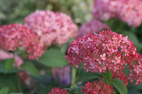 Inflorescences of hydrangea Pink Anabell in the garden. hydrangea arborescens pink annabelle. variety Invincibelle Spirit. High quality photo