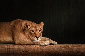 The look of a predator. Confidence, strength, rage, success, luxury. Lion in dark