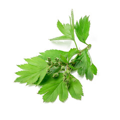 green hawthorn branch isolated on white background. crataegus plant cut out