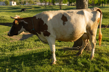A spotted cow grazes in a green meadow. Portrait of a horned animal.