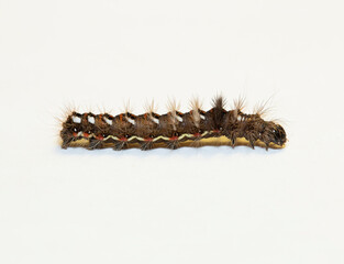 Acronicta rumicis, the knot grass moth. The caterpillar moves to the pupation site.