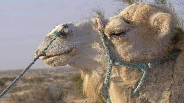 Flies fly around the camel's head and land on its nose