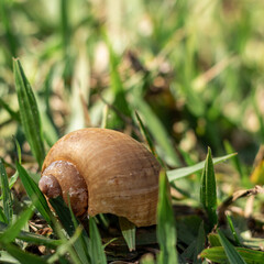 snail on a leaf