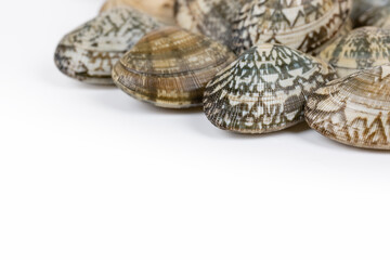 short necked clam on white background