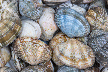 short necked clam