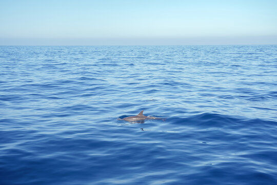 Beautiful landscape of dolphin swimming in the ocean.