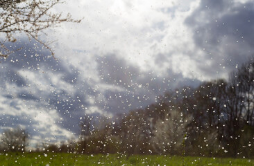Petals of apple flowers on the lawn and the shade of trees in the storm before the rain