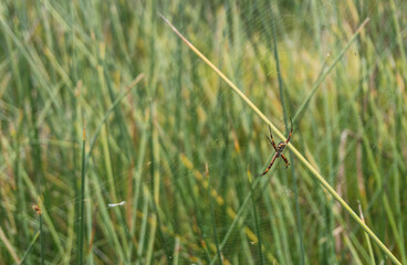 Big spider hanging on its web with grass background in Pantanos de Villa Chorrillos Lima Peru