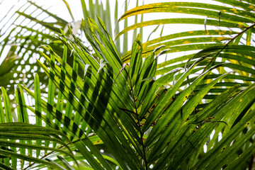 Tropical green plan in the rain