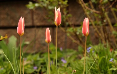 Tulips in the spring garden 