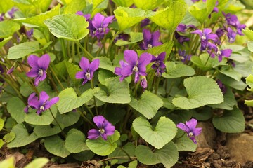 Wild violets in the spring garden 