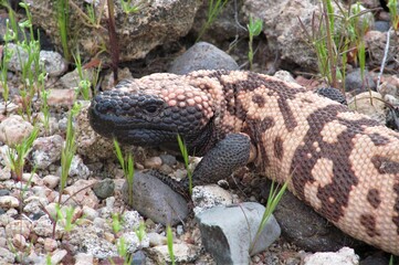Closeup of a Gila Monster (Heloderma suspectum) at Bartlett Lake, Arizona
