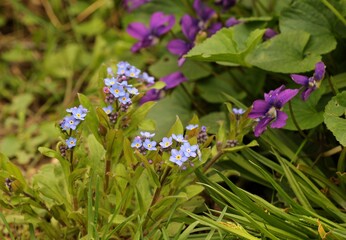 Spring flowers in the garden 