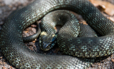 The snake is already curled up in a ball, basking in the spring sun. Selective focus. Close-up.