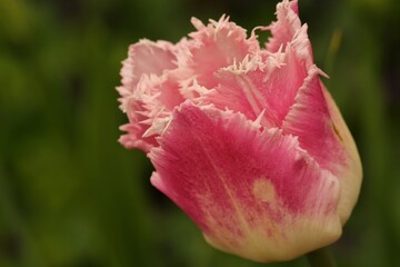 Pink tulip in spring garden 