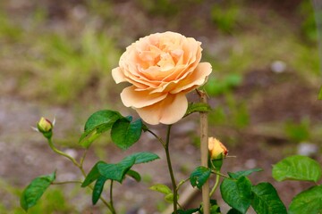 orange rose