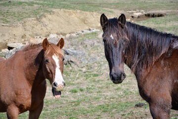 horse in the field