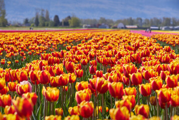 Tulip Blossoms in the Field. Tranquil field of tulips in the Spring.

