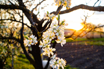flowering plum trees in springtime