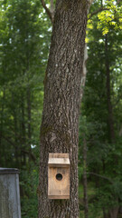 bird house in the forest