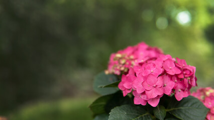 pink flowers in the garden