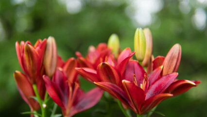 Obraz premium Red Flowers