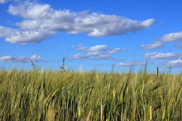 In front of a barley crop with the sky in the background