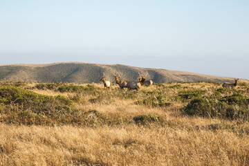 Tule elk on coastal hills of Point Reyes National Seashore, California