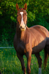 portrait of brood mare.  posing  in the meadow at evening