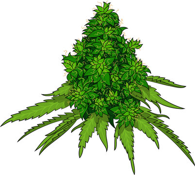 marijuana female flower, green, weed, vector design